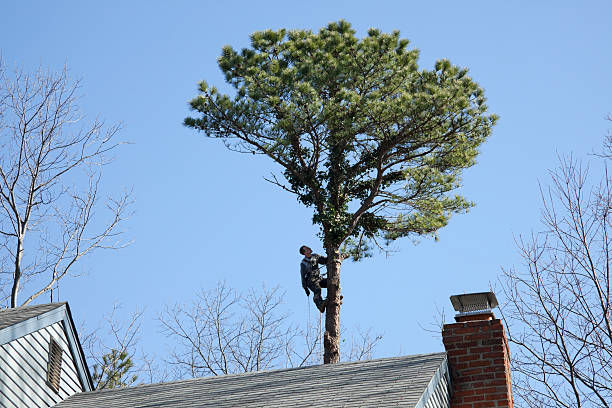 Best Commercial Tree Removal  in Kilauea, HI