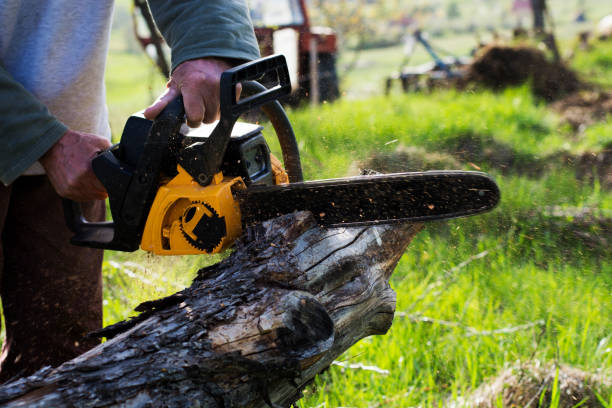 Tree and Shrub Care in Kilauea, HI